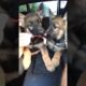 Cute puppies enjoying a pup cup #cute #puppies #germanshepherd #shorts #puppygram #puppyvideos