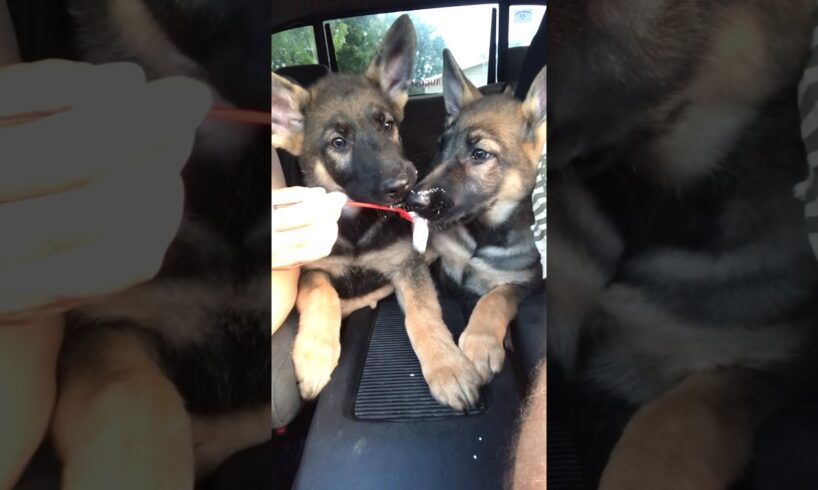 Cute puppies enjoying a pup cup #cute #puppies #germanshepherd #shorts #puppygram #puppyvideos