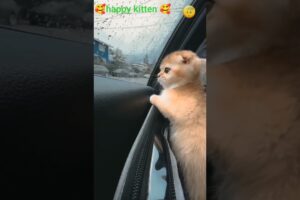 Cute puppies in car😸😸#shorts #youtubeshorts #viral trending #serulovemeow #cat #kitten #kittycat