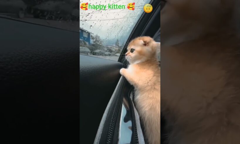 Cute puppies in car😸😸#shorts #youtubeshorts #viral trending #serulovemeow #cat #kitten #kittycat