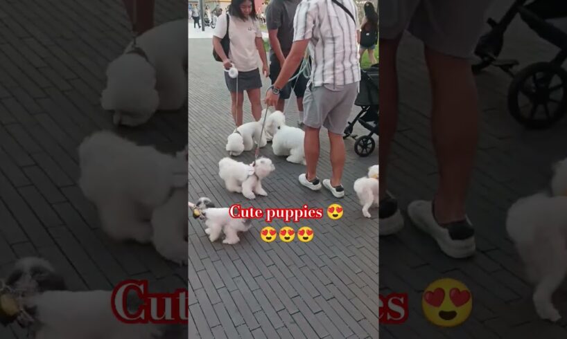 Cute puppies is out 😍#trending#doglover#shorts#viralvideo