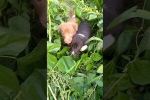 Cute puppies ki asli sacchai😱😱#shorts #trending #youtubeshorts