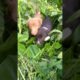 Cute puppies ki asli sacchai😱😱#shorts #trending #youtubeshorts