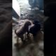 Cute puppies ki ladai 😱😱 #trending #shorts #youtubeshorts