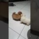 Cute puppies love to play. #shorts #shortsvideo #puppy #love #cute #play #pleasesubscribe