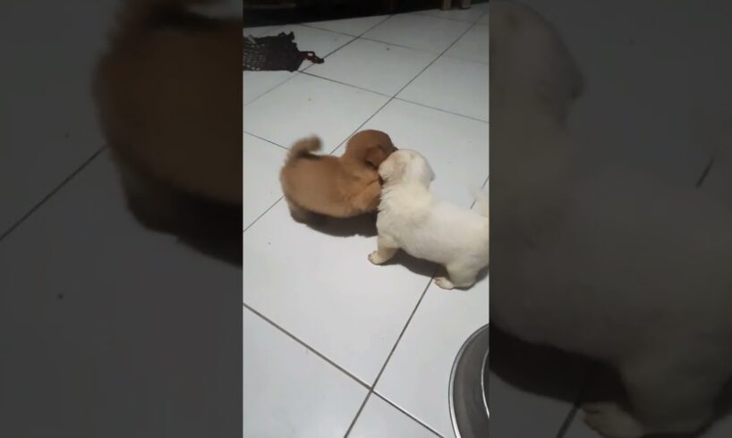 Cute puppies love to play. #shorts #shortsvideo #puppy #love #cute #play #pleasesubscribe