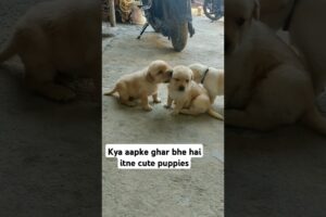 Cute puppies🐕❤#doglovers #labrodar #cutepuppy #trending#youtubeshorts