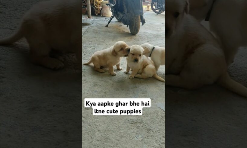 Cute puppies🐕❤#doglovers #labrodar #cutepuppy #trending#youtubeshorts