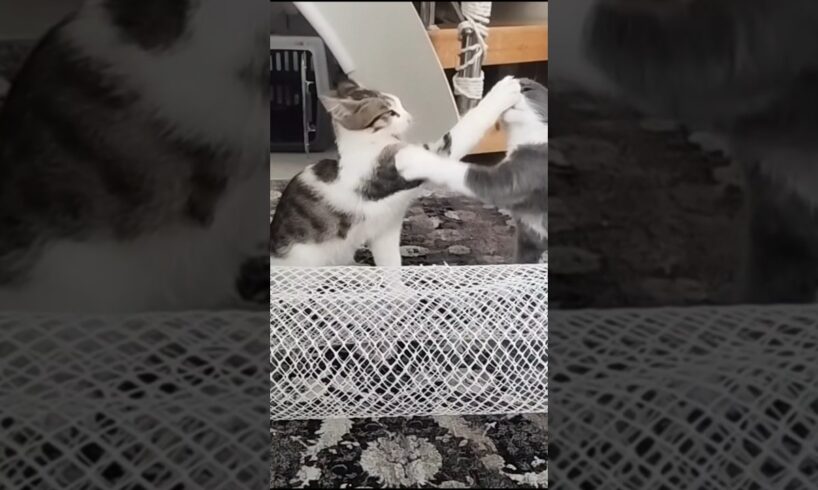 Cute sibling kittens playing and blessing each other #cats #animals #pets #videos #kittens #shorts