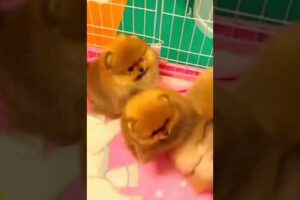 Cutest Puppies #shorts #viral short #trending