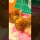 Cutest Puppies #shorts #viral short #trending