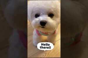 Cutest Puppy Antics Ever! 😍🐾 | Must-Watch Compilation #pets #compilation #shortsvideo #shortvideo