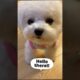 Cutest Puppy Antics Ever! 😍🐾 | Must-Watch Compilation #pets #compilation #shortsvideo #shortvideo