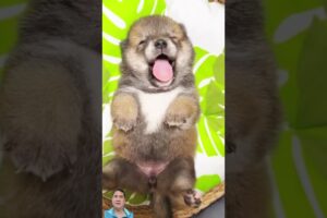 Cutest Puppy Playtime You Won’t Want to Miss! 🐶 #Cute #Animals #Shorts