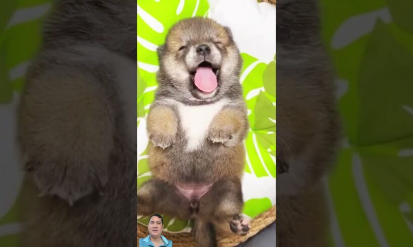 Cutest Puppy Playtime You Won’t Want to Miss! 🐶 #Cute #Animals #Shorts