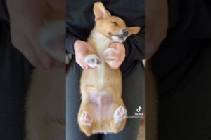 Cutest sleeping puppies 💕💕❤ #sleepingpuppy #bestpuppyvideos  #cutepuppy #perritos #short