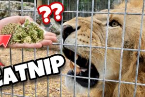 DO BIG CATS LIKE CATNIP ? LIONS, TIGERS, LEOPARDS, JAGUARS !!