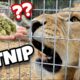 DO BIG CATS LIKE CATNIP ? LIONS, TIGERS, LEOPARDS, JAGUARS !!