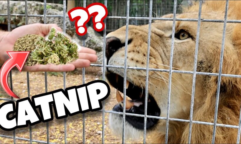 DO BIG CATS LIKE CATNIP ? LIONS, TIGERS, LEOPARDS, JAGUARS !!