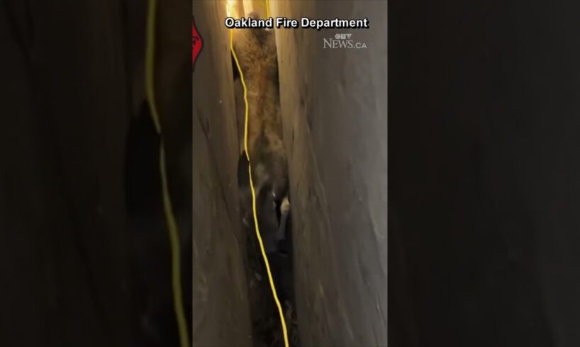 Deer stuck upside-down between walls rescued