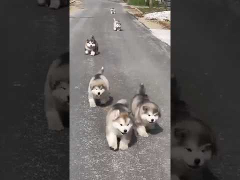 Dil Jaan || cutest puppies#viral#shorts #videos @amaroseishala