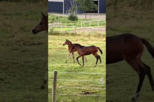 Do you think they’re fighting for real at the end? #foal #foals #playing #equestrian #horse #baby