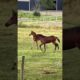 Do you think they’re fighting for real at the end? #foal #foals #playing #equestrian #horse #baby