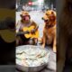 Dog Reacts to Monkey Playing Guitar #dog #monkey #animals #shorts