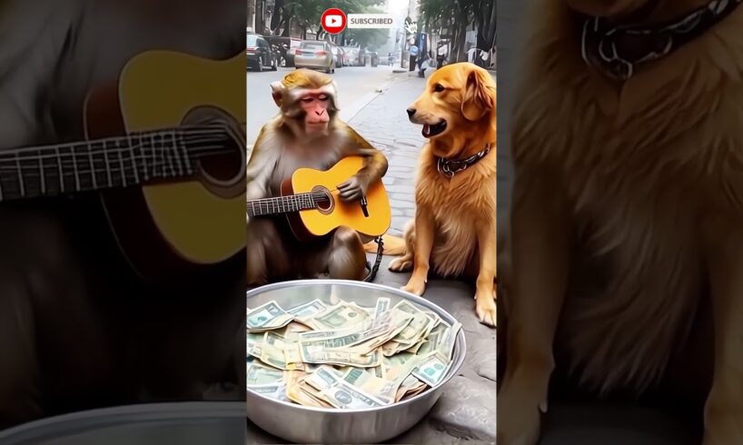 Dog Reacts to Monkey Playing Guitar #dog #monkey #animals #shorts