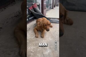 Dog Shivers In Street After Being Abandoned Due to injury 😢❤️ #animalshorts #Dog #dogs