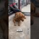 Dog Shivers In Street After Being Abandoned Due to injury 😢❤️ #animalshorts #Dog #dogs