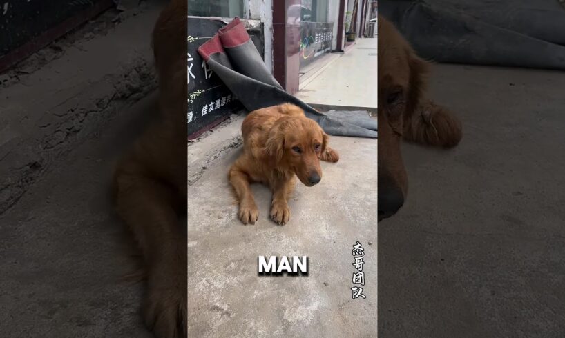 Dog Shivers In Street After Being Abandoned Due to injury 😢❤️ #animalshorts #Dog #dogs