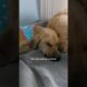 Dog Stuck For Weeks In A Jar Is Surrounded By Love | The Dodo