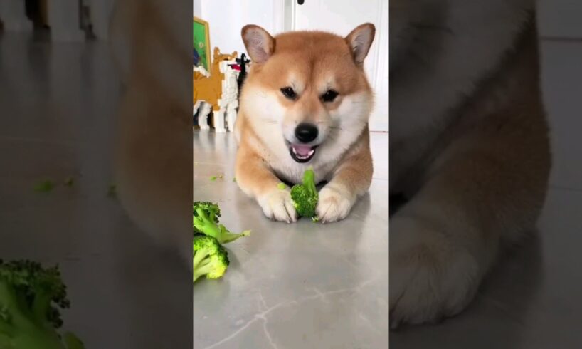 Dog eating broccoli 🥦❤️ #shorts #dog #dogs #animals