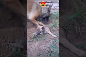 Dog mother love, Saved her baby, Respect #dog #shorts #animals #love