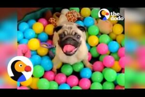 Dogs Playing In Ball Pits! | The Dodo