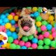 Dogs Playing In Ball Pits! | The Dodo