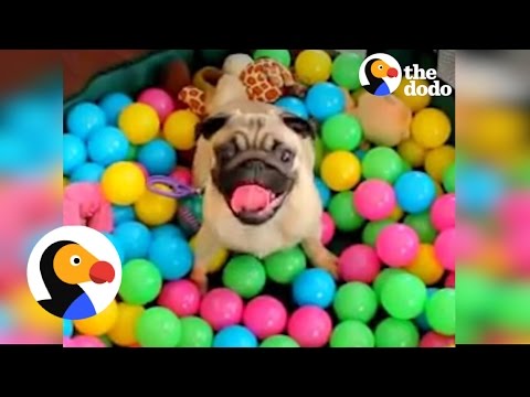 Dogs Playing In Ball Pits! | The Dodo