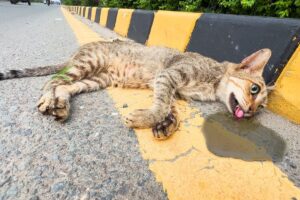 Dying Mother Cat and Crying Kittens From Busy Road: Against All Odds Rescue Story