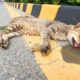 Dying Mother Cat and Crying Kittens From Busy Road: Against All Odds Rescue Story