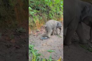 Elephant baby playing with shoes #elephante #tiger #elephat #nature #elephant