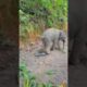 Elephant baby playing with shoes #elephante #tiger #elephat #nature #elephant