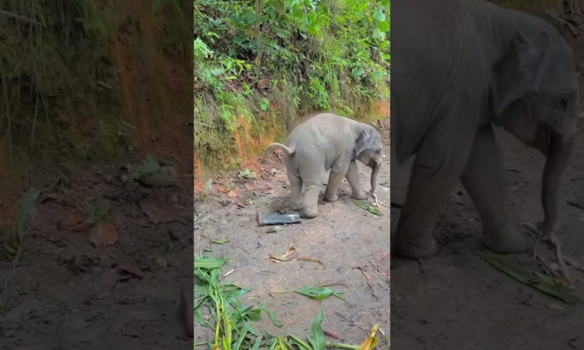 Elephant baby playing with shoes #elephante #tiger #elephat #nature #elephant