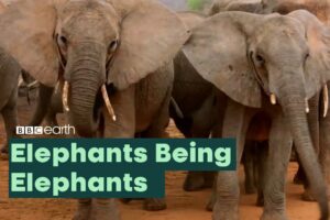 Elephants Being Elephants | BBC Earth