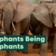 Elephants Being Elephants | BBC Earth