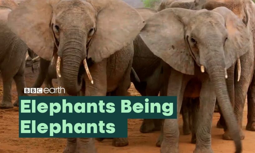 Elephants Being Elephants | BBC Earth