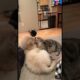 Enemy Becomes Love🥰😍#animals #animallover #catsanddogs #cats #dog