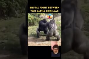 Epic Battle Gorilla fights Gorilla 🦍 #shourt #animals #wildcats #gorilla #viralvideo #youtube