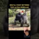 Epic Battle Gorilla fights Gorilla 🦍 #shourt #animals #wildcats #gorilla #viralvideo #youtube