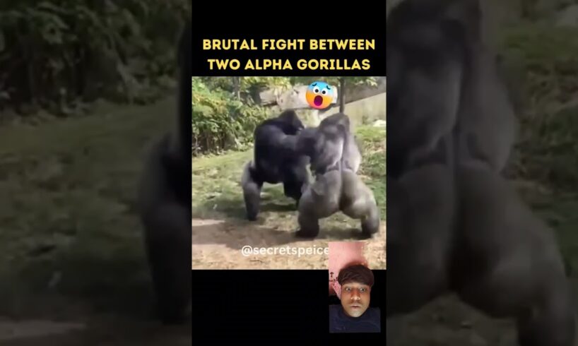 Epic Battle Gorilla fights Gorilla 🦍 #shourt #animals #wildcats #gorilla #viralvideo #youtube